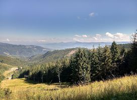 Lookout Grouse