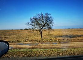 Neusiedler Wiesen
