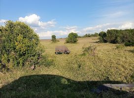 Asilia Ol Pejeta Bush Camp