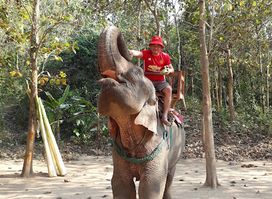 Elephant Sanctuary (Tad Sae)