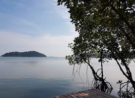 Salak Phet Mangrove Forest
