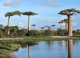 Avenue of the Baobabs