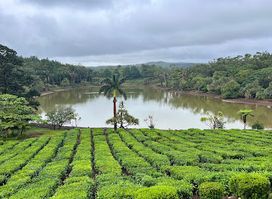 Bois Cheri Tea Factory