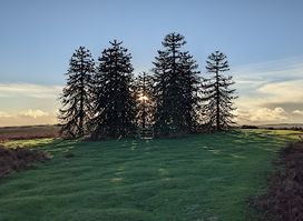 Monkey Puzzle Trees