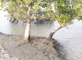 Sridharkati Indo-Bangladesh border