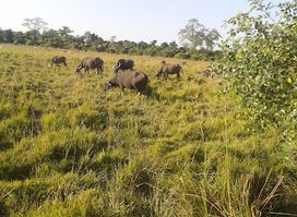Laokhowa Wildlife Sanctuary