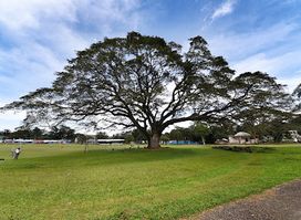 Fertility Tree