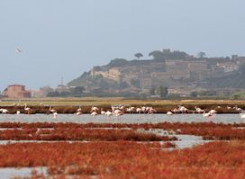 Riserva Naturale Diaccia Botrona - Maremma