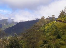 Wonderful Ohiya