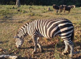 Tabora City Zoo