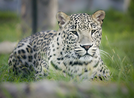 Oradea Zoo