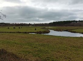 Toeristische attractie - Koeien
