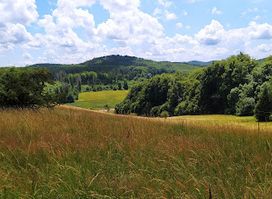 Bukk-fennsik
