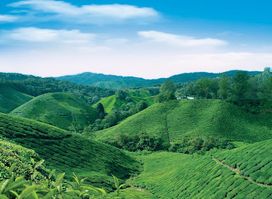 BOH Tea Centre (Sungei Palas Garden)