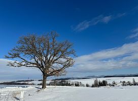 Seven Stars Tree