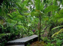 Tony's Tropical Tours