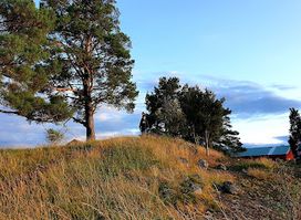 Göta Virke