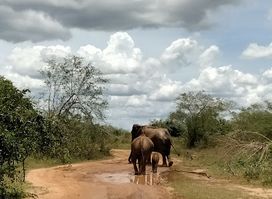 Safe Taxi Service & Udawalawe National Park Safari Jeep Tours