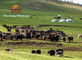 Steppe Nomad Tours Mongolia