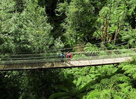Tarra-Bulga National Park