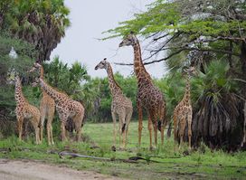 Nyerere National Park ( Selous Game Reserve )