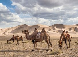 Gobi Gurvan Saikhan National Park