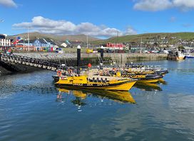 Dingle Sea Safari