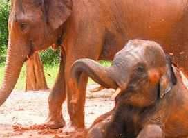 Phuket Eco Elephant Park