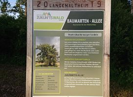 Baumarten-Allee