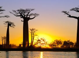 Madagascar Green Tours