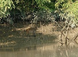 Sundarban সুন্দরবন National Forest (Bangladesh)