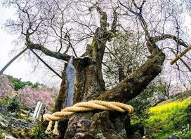 Hyotan Sakura Park