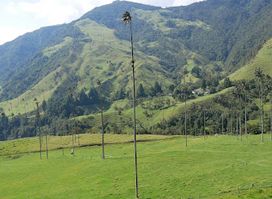 Cocora Xtreme