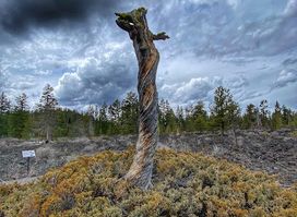 Lava Cast Forest Trail