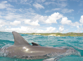 Dolphin Encountours Research Center