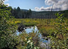 Silvio O. Conte National Fish and Wildlife Refuge - Nulhegan Basin Division