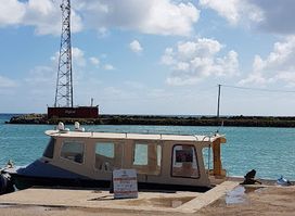 Whale Swim & Dive Tours