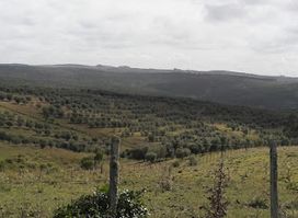 piedras blancas