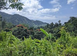 Syndicate Falls Dominica
