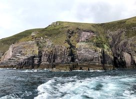 Fungie - The Dingle Dolphin