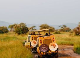 young lion safaris |Best Tanzania Tour Operator | Tanzania Safaris Specilist | Climb Mount Kilimanjaro | Zanzibar Holidays