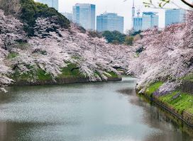 Chidorigafuchi Moat