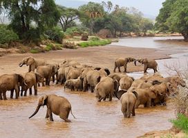 Golden Rwanda Safaris Ltd