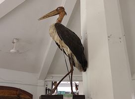 Wildlife Museum