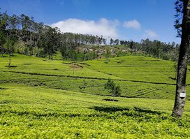 Kinellan Tea Factory & Tea Centre