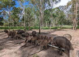 Fraser Coast Wildlife Sanctuary