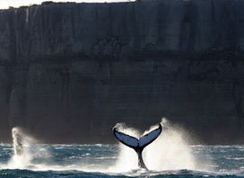 Discover Jervis Bay
