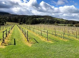 Steels Gate Wines