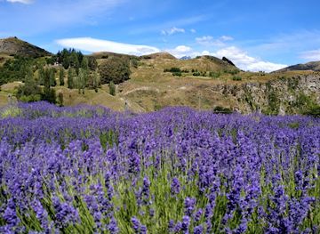 new-zealand/otago/landmark/ben-lomond-lavender-farm