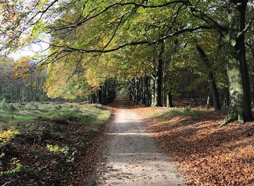 netherlands/hoge-veluwe-national-park/landmark/planken-wambuis